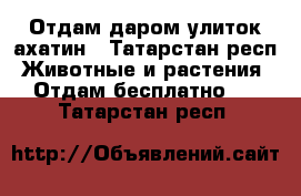 Отдам даром улиток ахатин - Татарстан респ. Животные и растения » Отдам бесплатно   . Татарстан респ.